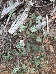 Sidalcea diploscypha