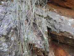 Wahlenbergia magaliesbergensis