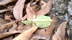 Pulchriphyllium bioculatum