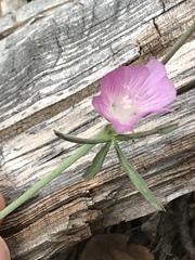 Sidalcea diploscypha