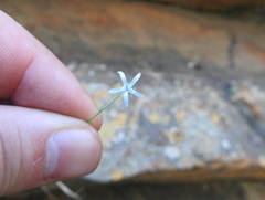 Wahlenbergia magaliesbergensis