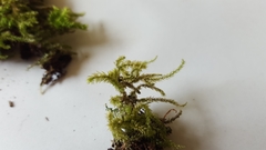 Brachytheciaceae