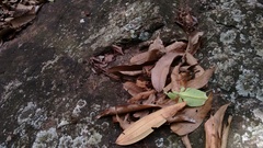 Pulchriphyllium bioculatum