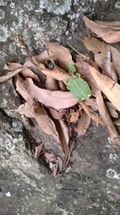 Pulchriphyllium bioculatum