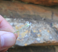 Wahlenbergia magaliesbergensis