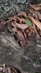 Pulchriphyllium bioculatum