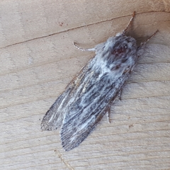 Acronicta lanceolaria