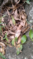 Pulchriphyllium bioculatum