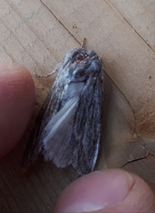 Acronicta lanceolaria
