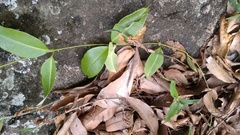 Pulchriphyllium bioculatum