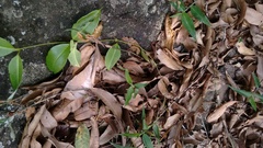 Pulchriphyllium bioculatum