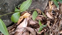 Pulchriphyllium bioculatum