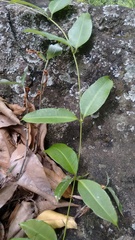 Pulchriphyllium bioculatum