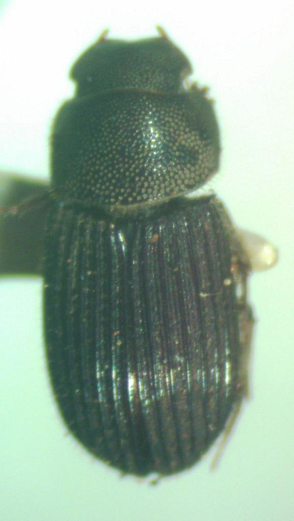 Ataenius complicatus