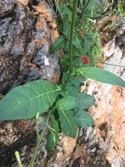 Nicotiana debneyi