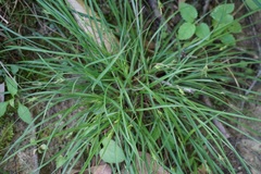 Carex willdenowii