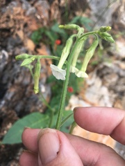 Nicotiana debneyi
