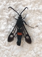 Synanthedon myopaeformis
