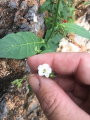 Nicotiana debneyi