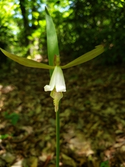 Cleistesiopsis bifaria