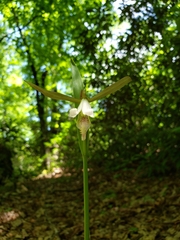 Cleistesiopsis bifaria