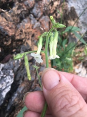Nicotiana debneyi