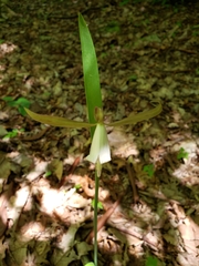 Cleistesiopsis bifaria
