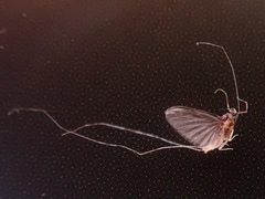 Caenis rivulorum