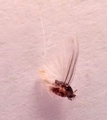 Caenis rivulorum