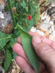 Nicotiana debneyi