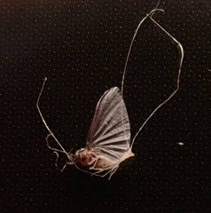 Caenis rivulorum