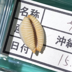 Staphylaea staphylaea