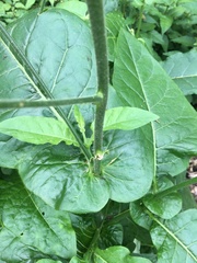 Nicotiana debneyi