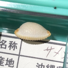 Staphylaea staphylaea