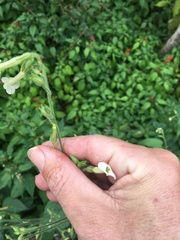 Nicotiana debneyi