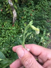 Nicotiana debneyi