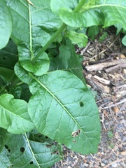 Nicotiana debneyi