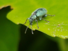 Phyllobius betulinus