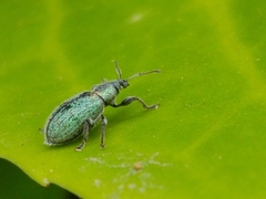 Phyllobius betulinus