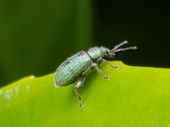 Phyllobius betulinus