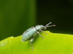 Phyllobius betulinus