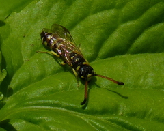Sapyga centrata