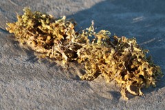 Sargassum natans