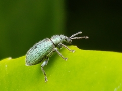 Phyllobius betulinus