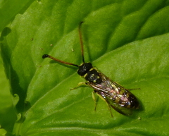 Sapyga centrata