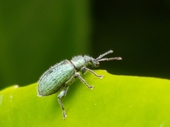 Phyllobius betulinus