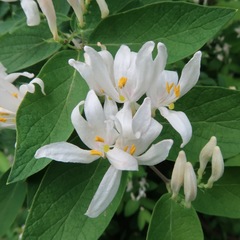 Lonicera
