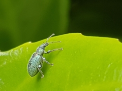 Phyllobius betulinus