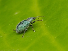 Phyllobius betulinus