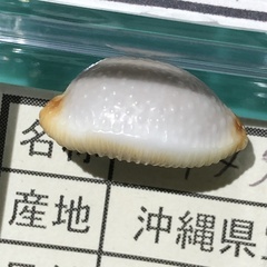 Staphylaea staphylaea